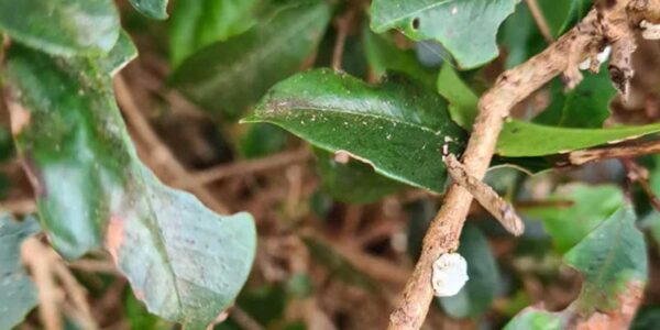 Pilly Hedge Losing Leaves