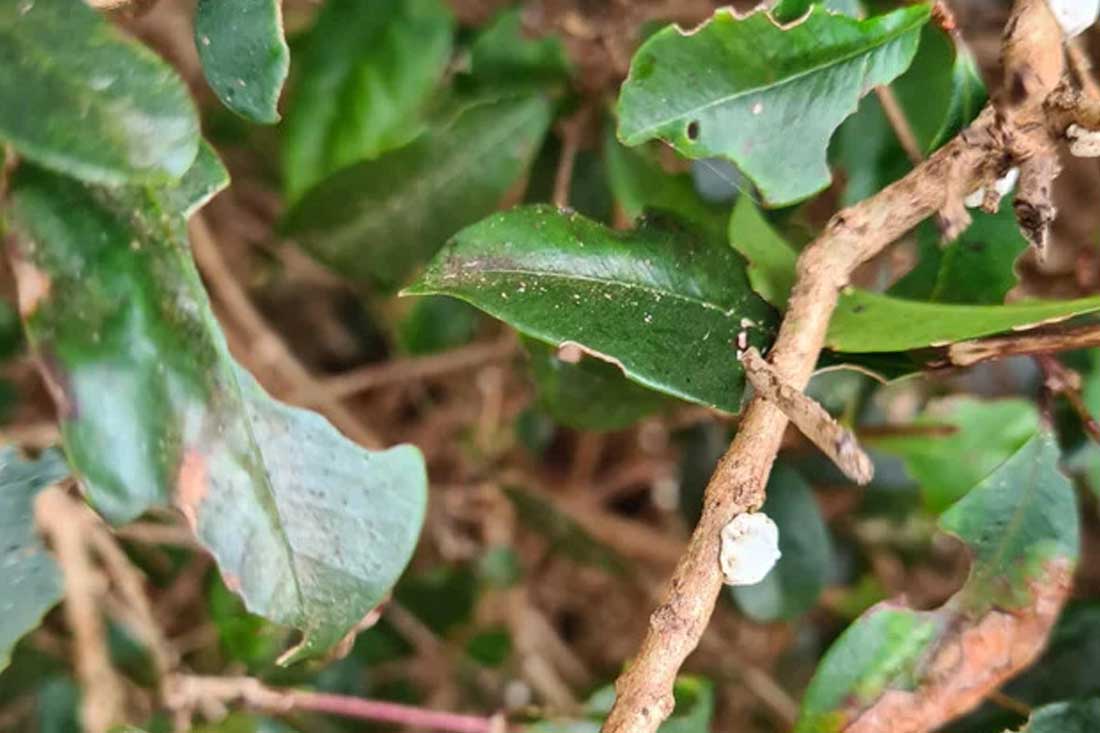 Pilly Hedge Losing Leaves