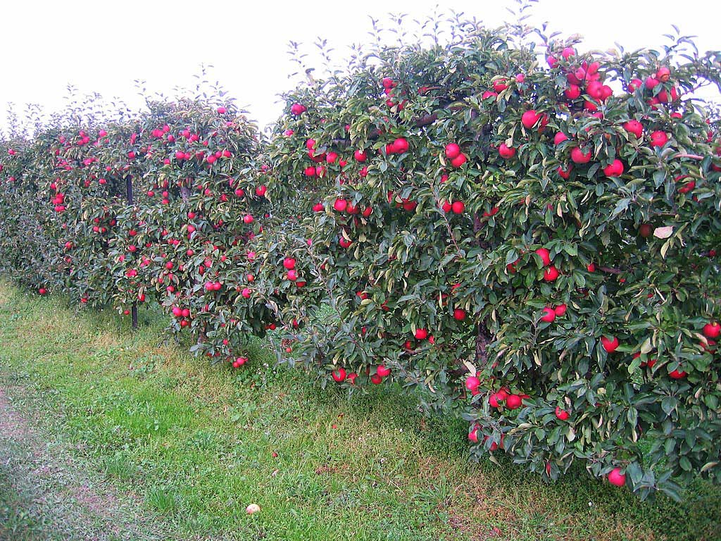 Mastering the Art of Espalier