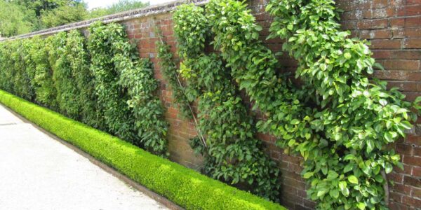 Mastering the Art of Espalier