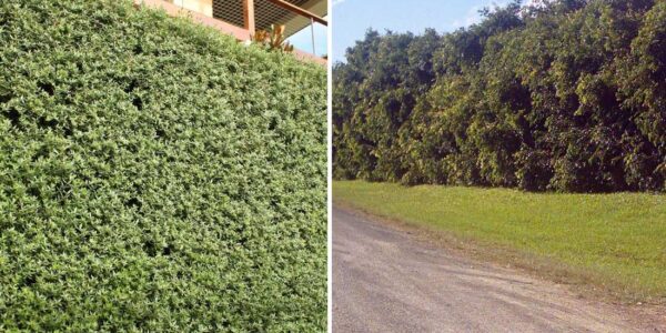 Microclimate Creation with Hedges