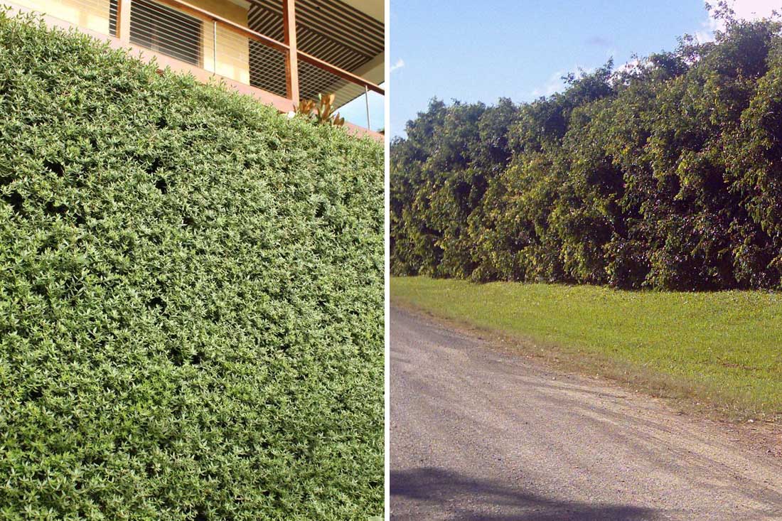 Microclimate Creation with Hedges