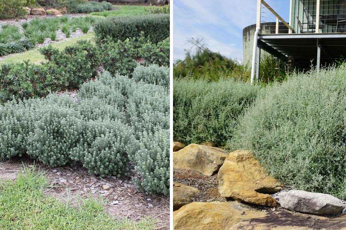 Medium Australian Shrubs