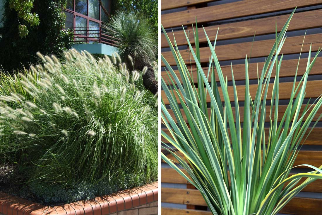 Strappy Plants for Screening
