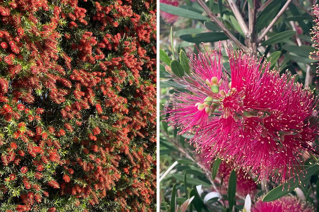 Callistemon (Bottlebrush)